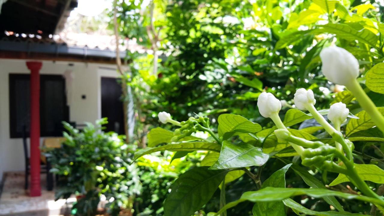 Garden Guest * Mirissa